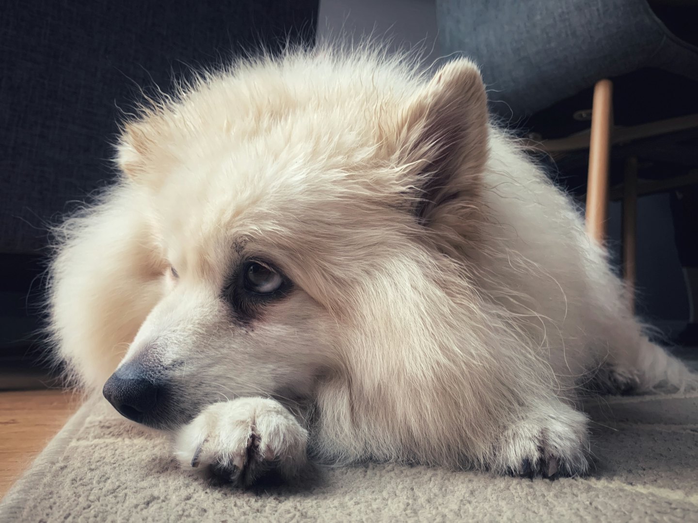 Flauschiger weißer Hund, der seinen Kopf auf einen Teppich legt.