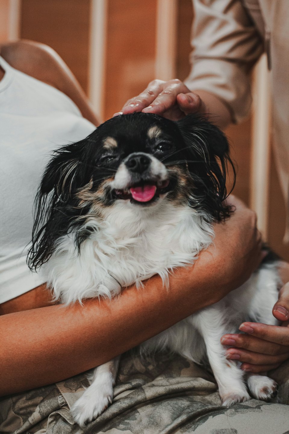 Mehrere Hände streicheln einen kleinen schwarz-weißen Hund.